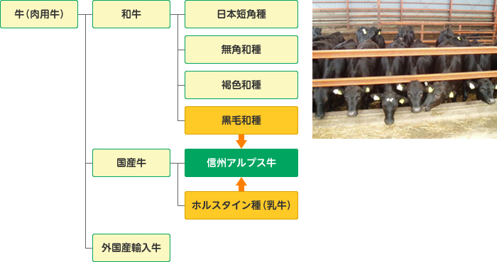 信州アルプス牛とは