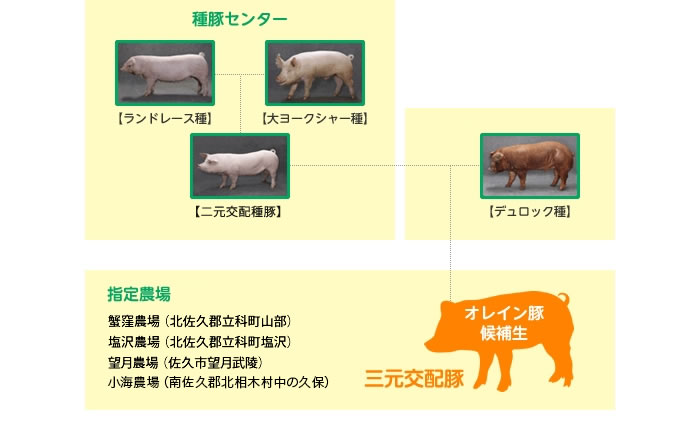 オレイン豚が誕生するまで